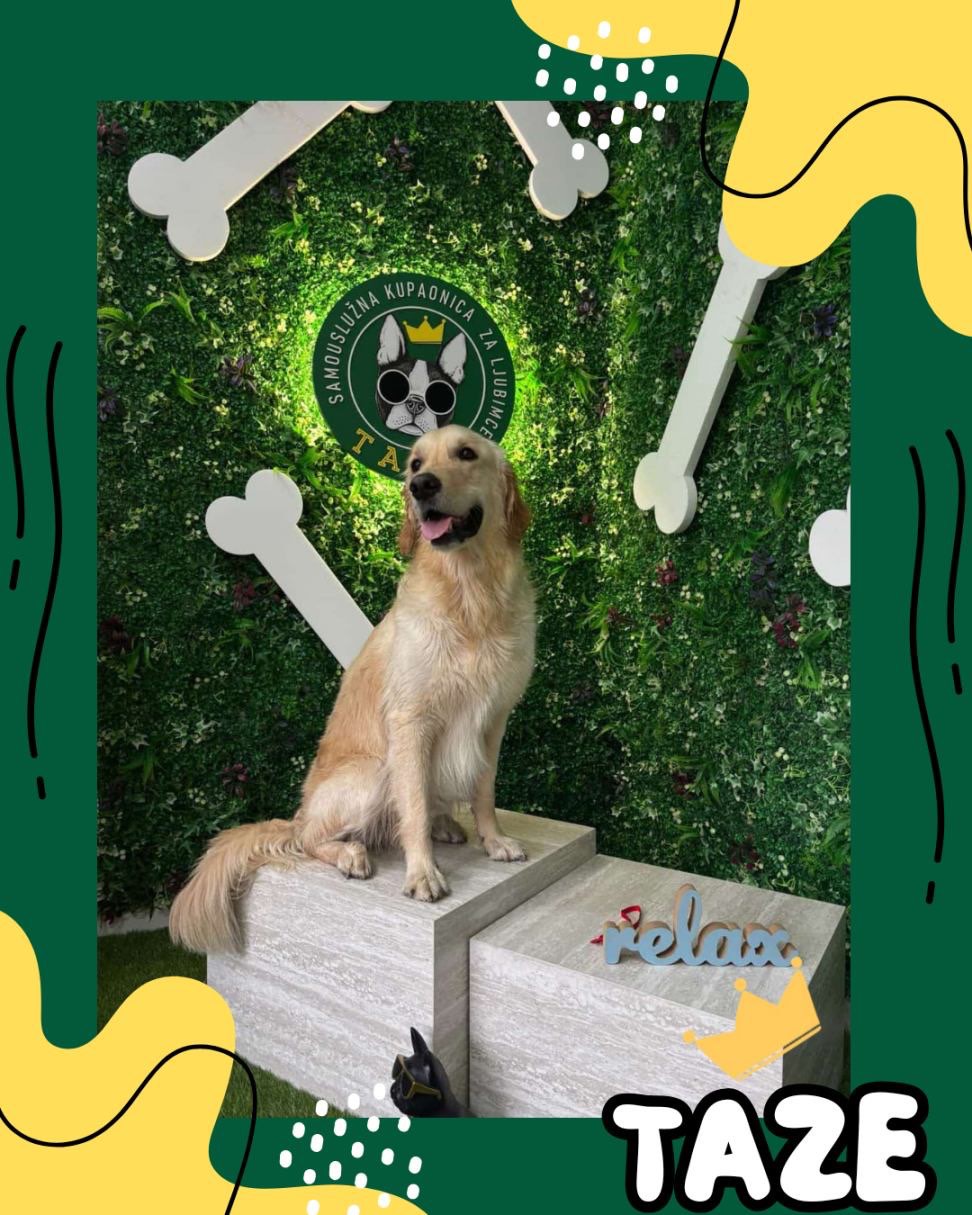 German shepherd getting rinsed