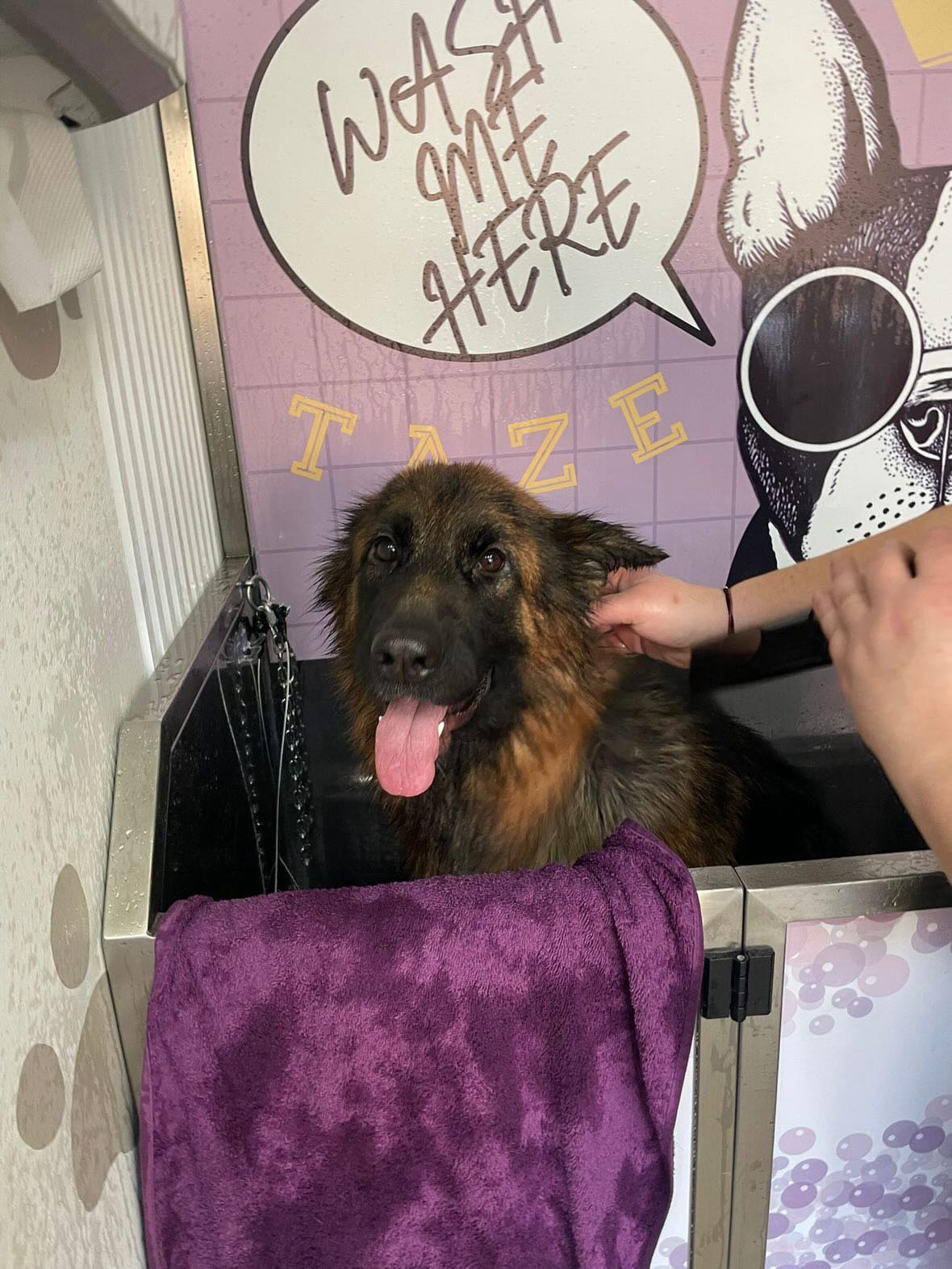 German shepherd getting rinsed