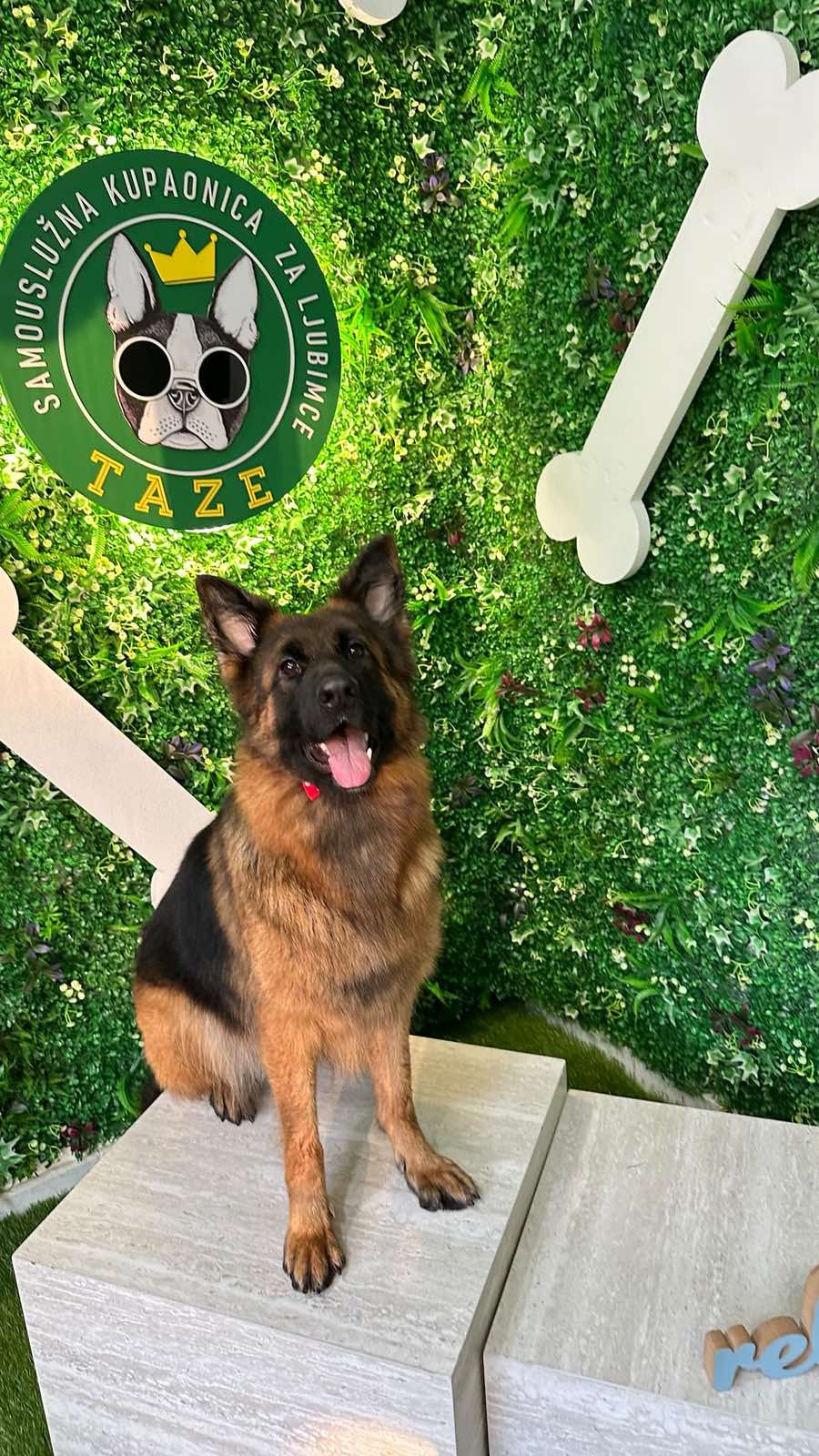 German shepherd getting rinsed