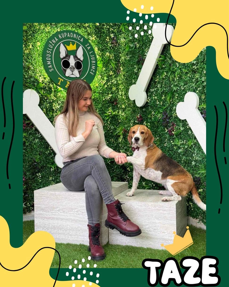 German shepherd getting rinsed