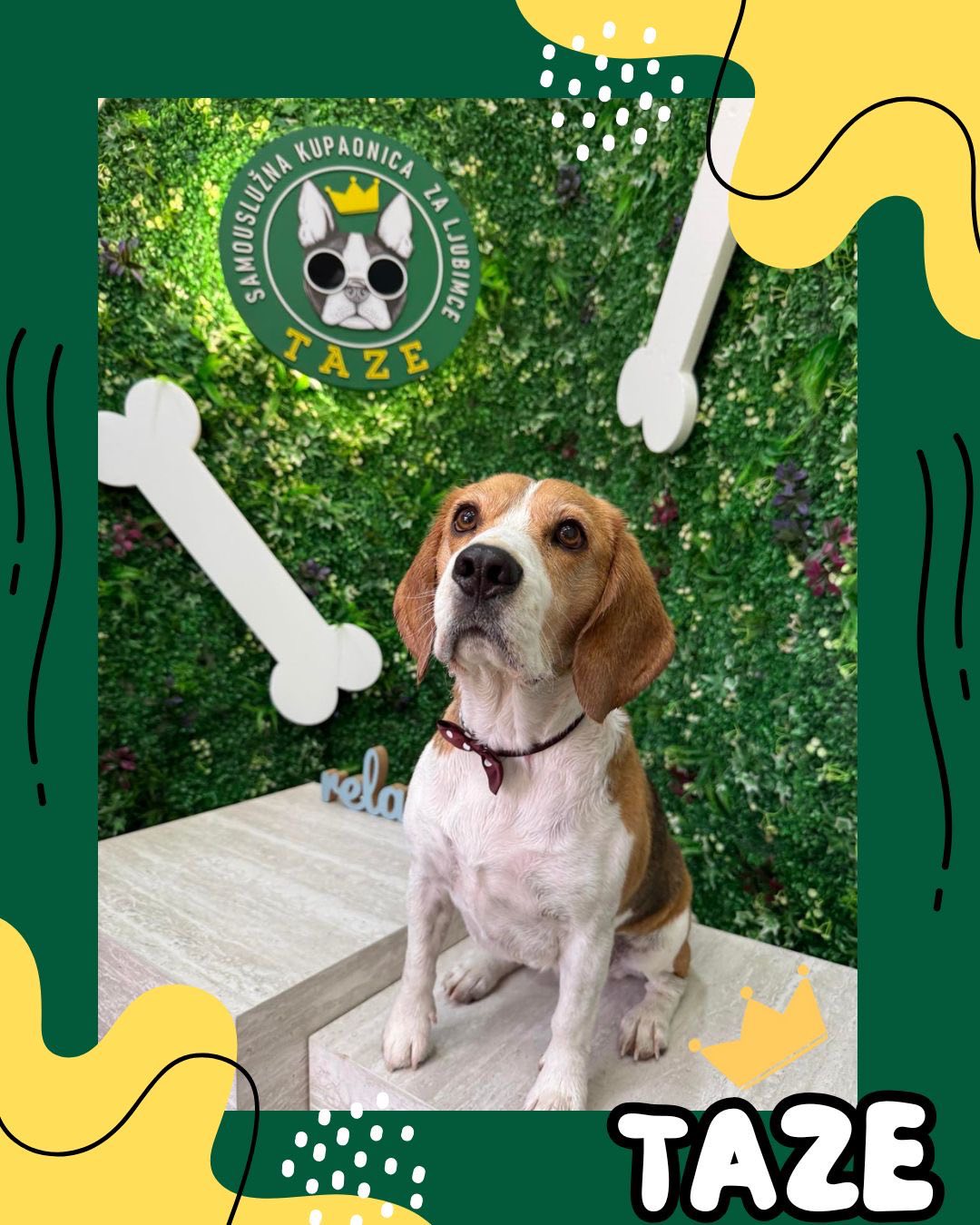 German shepherd getting rinsed