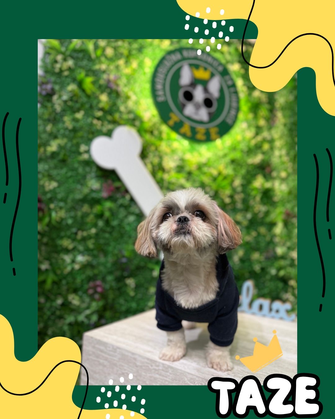 German shepherd getting rinsed