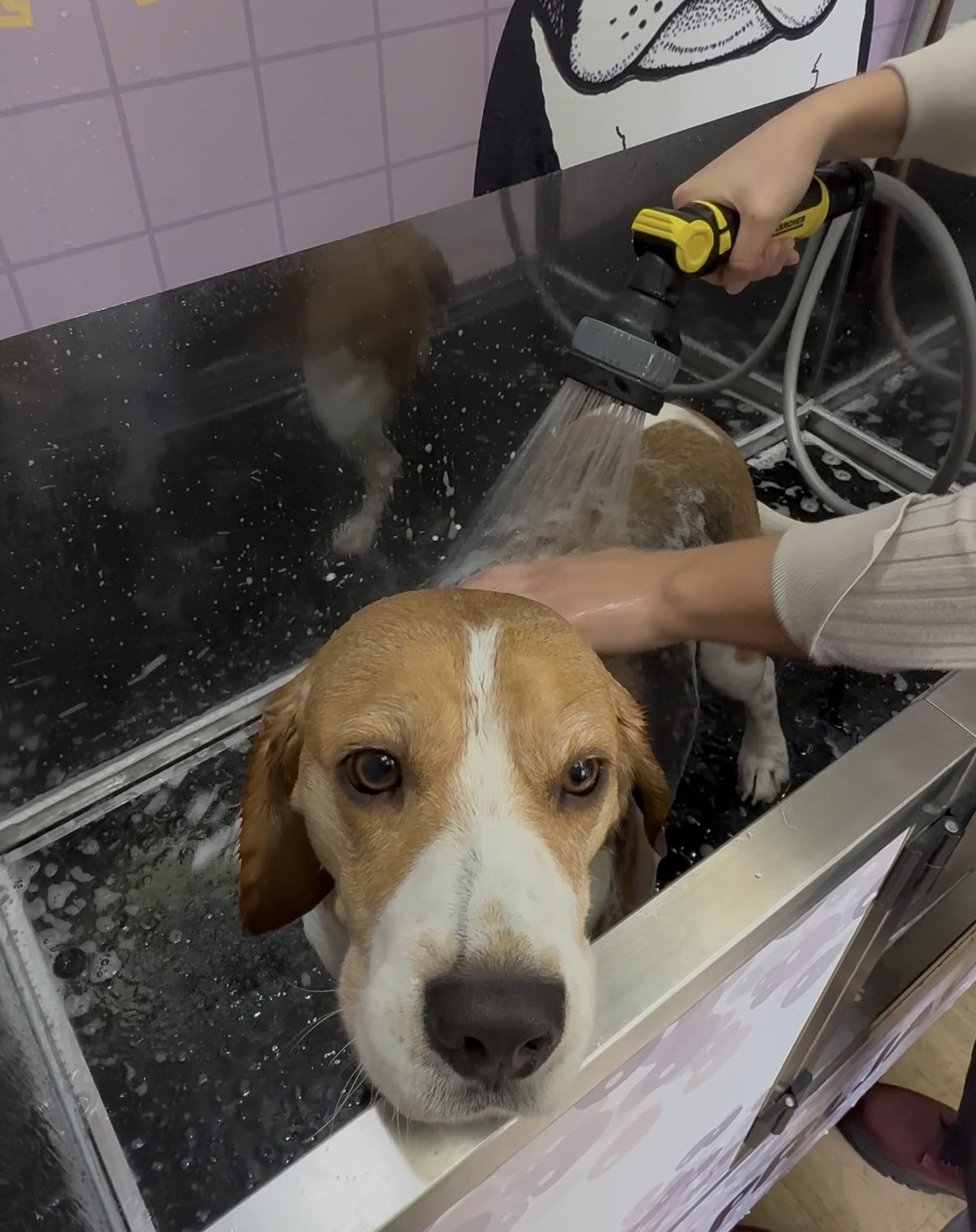 German shepherd getting rinsed