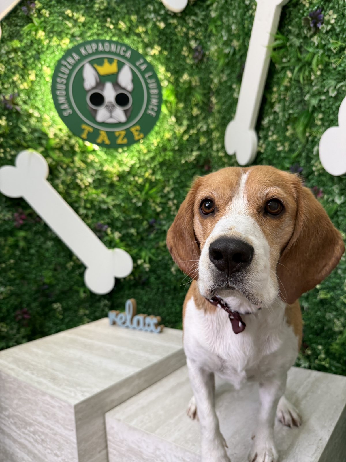 German shepherd getting rinsed
